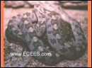 ecees002 .jpg